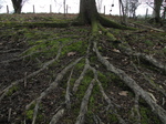 SX22074 Tree roots.jpg
